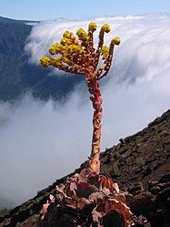 Aeonium aureum (von Tigerente)