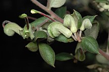 Grevillea mucronulata.jpg