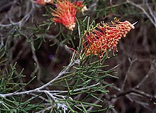 Grevillea wittweri.jpg