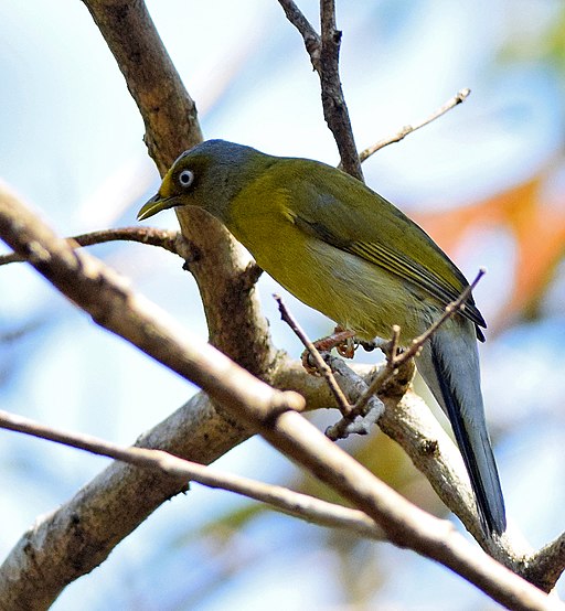 Grey-headed Bulbul, Karnataka 1