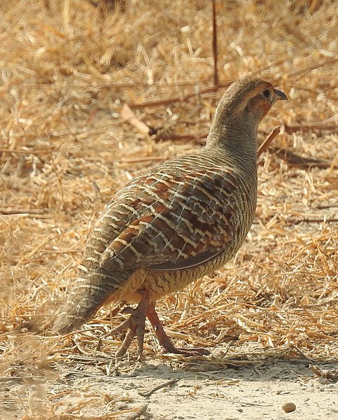 File:Grey Francolin Francolinus pondicerianus by Dr. Raju Kasambe DSCN6550 (2).jpg