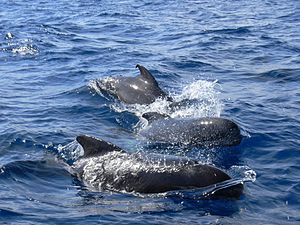 Ballenas piloto común (Globicephala melas)