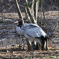 Grus nigricollis -Bronx Hayvanat Bahçesi-8-3c.jpg