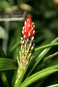 Guzmania monostachia var. alba.jpg