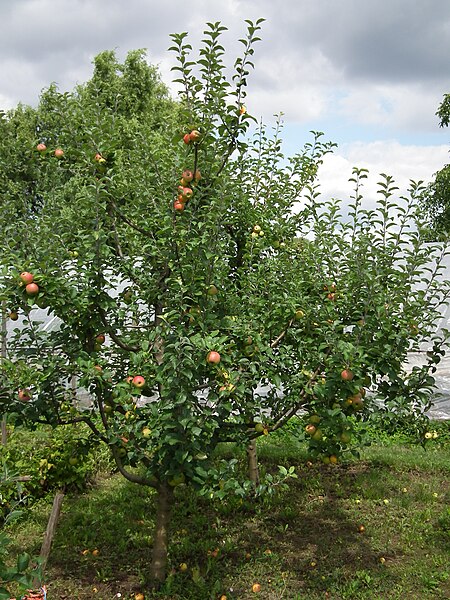 File:Handschuhsheim Apfelbaum 2011.JPG