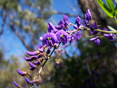 Hardenbergia