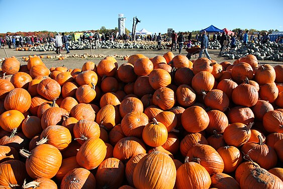 Harvest festival with pumpkins on Île-d'Orléans in Quebec, Canada