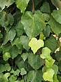 Hedera algeriensis 'Argyle Street'