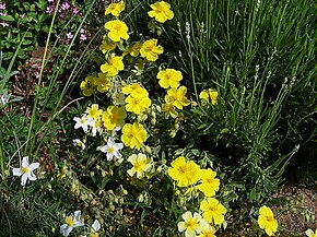 Beskrivelse af Helianthemum croceum.jpg-billedet.