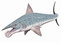 Reconstrucció gràfica de l'Helicoprion bessonovi (antiga hipòtesi d'una prominent mandíbula inferior)