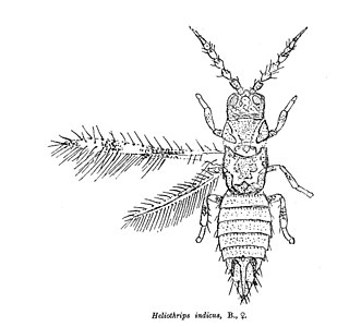 <i>Heliothrips</i> Genus of thrips