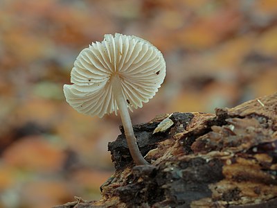 Helmmycena (Mycena galericulata) (d.j.b.) 06