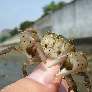 <i>Hemigrapsus penicillatus</i> Species of crab