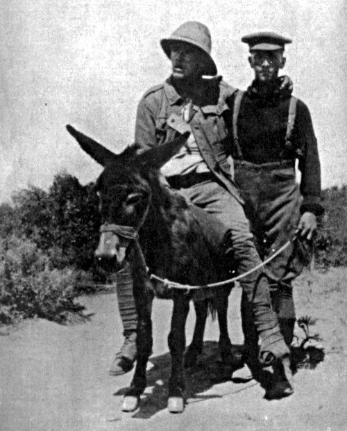 Lt. Richard Alexander "Dick" Henderson, New Zealand Medical Corps, carrying a wounded soldier on a donkey during the Battle of Gallipoli.