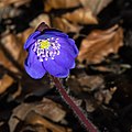 * Nomination Anemone hepatica --Uoaei1 06:01, 24 March 2020 (UTC) * Promotion  Support Good quality. --Ermell 06:59, 24 March 2020 (UTC)