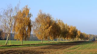 Feldrain ist ein alter deutsch