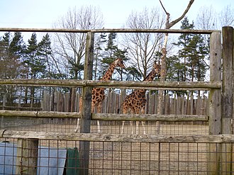 Giraffes at the zoo Heythrop Zoological Gardens -3- (geograph 2826942).jpg