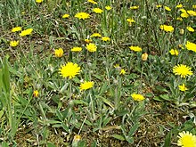 Muizenoor, Hieracium pilosella, vaste plant / overblijvend kruid