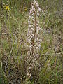 Himantoglossum hircinum (Zeebrugge)