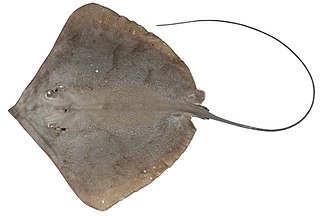 Brown whipray species of fish