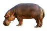 Hippopotamus-2780699 1280.png