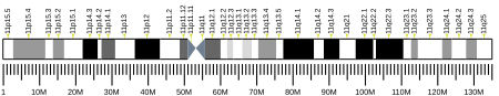 ไฟล์:Human_chromosome_11_ideogram.svg