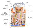 Human tooth diagram-en.svg