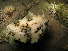 Bungkuk Turretfish - Tetrosomus gibbosus.jpg