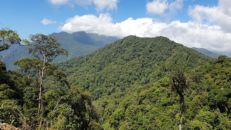 File:Hutan Lindung.jpg