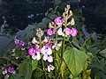 * Nomination: Hyacinth bean Flower at dusk --কুউ পুলক (talk) 05:20, 21 January 2021 (UTC) * * Review needed