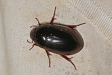 Hydrophilid Beetle - Hydrochara obtusata, McKee Beshers WMA, Poolesville, Merilend.jpg