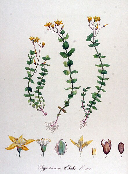 File:Hypericum elodes — Flora Batava — Volume v14.jpg