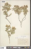 Hypericum rupestre.jpg