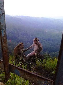 Cooperative behavior has been observed in many nonhuman animals. IMG-20180218-WA0095.jpg