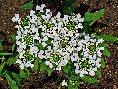 Iberis amara Inflorescences