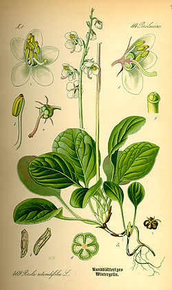 Isotalvikki (Pyrola rotundifolia)