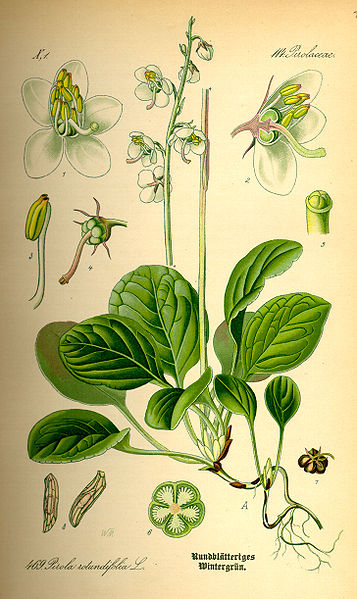 File:Illustration Pyrola rotundifolia0.jpg