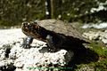 Indian Black Turtle or Indian Pond Terrapin Melanochelys trijuga1.jpg