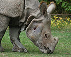 Indian Rhino (Rhinoceros unicornis)