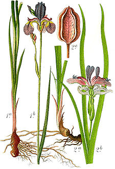 Iris spp Sturm61.jpg