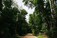 Národní park Kutini Payanu (Iron Range) na poloostrově Cape York