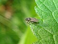 Vignette pour Milichiidae