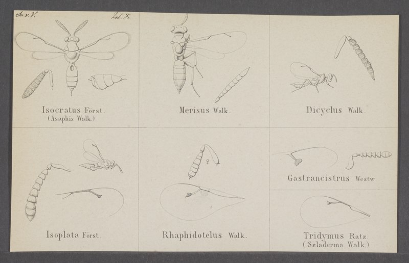 File:Isocratus - Print - Iconographia Zoologica - Special Collections University of Amsterdam - UBAINV0274 046 11 0015.tif