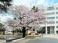 2022年3月30日 (水) 13:37時点における版のサムネイル