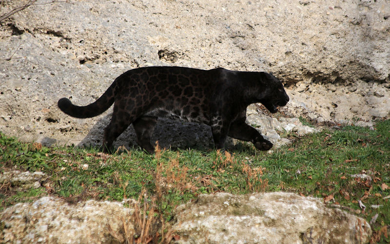 File:Jaguar (Panthera onca) Zoo Salzburg 2014 h.jpg