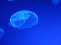 Jellyfish - panoramio (7).jpg