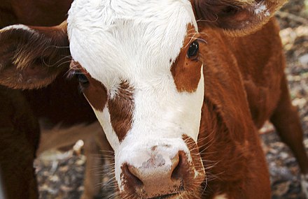 A young cow
