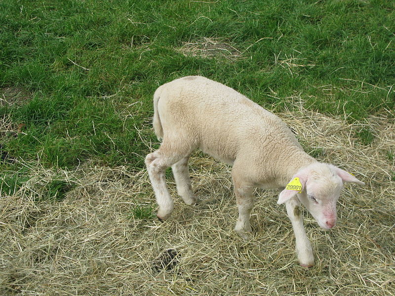 File:Jielbeaumadier agneau romane 2 bn rambouillet 2011.jpeg