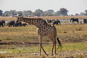 Parque Nacional De Chobe: Ecosistemas, Historia, Turismo