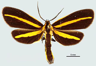 <i>Josia radians</i> Species of moth
